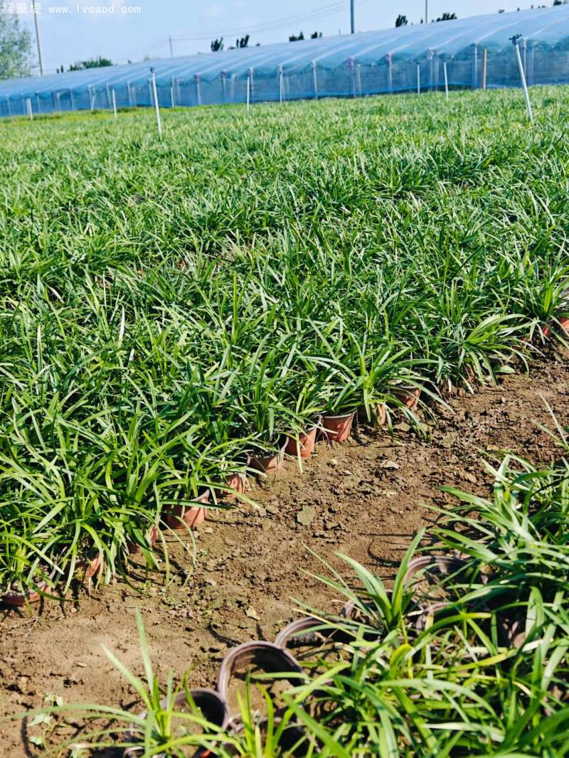 蘭花三七 蘭花三七