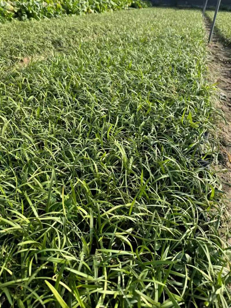 蘭花三七 蘭花三七