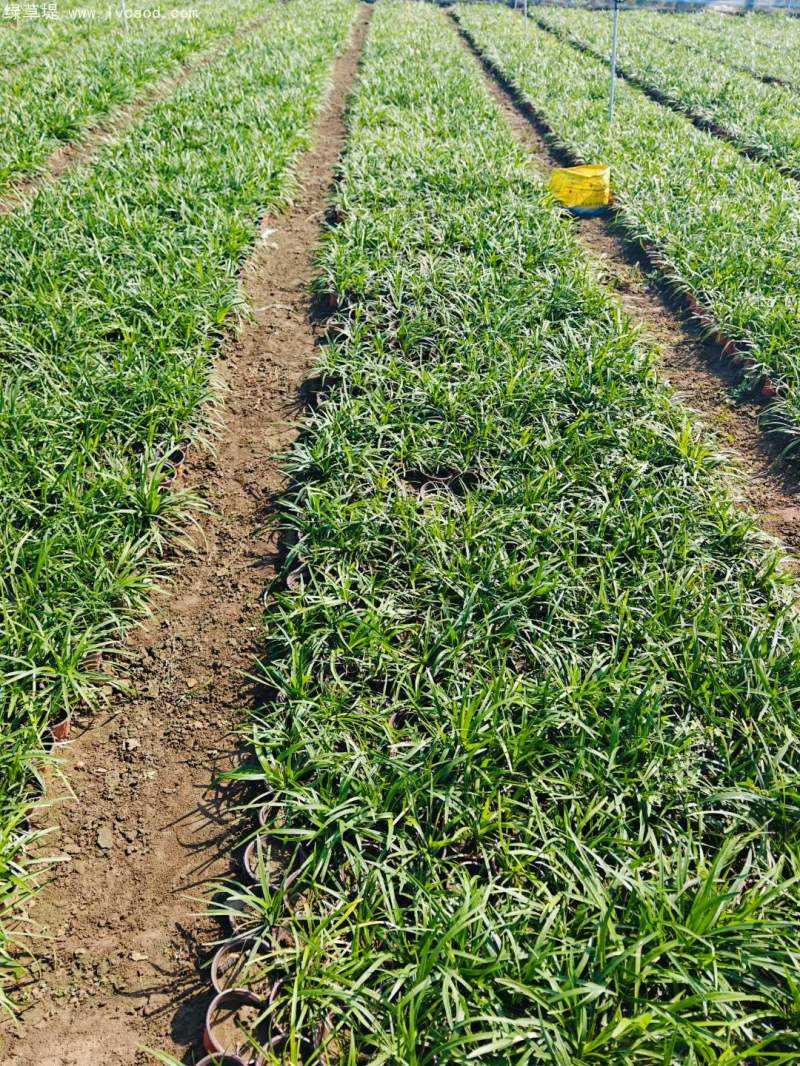 蘭花三七 蘭花三七