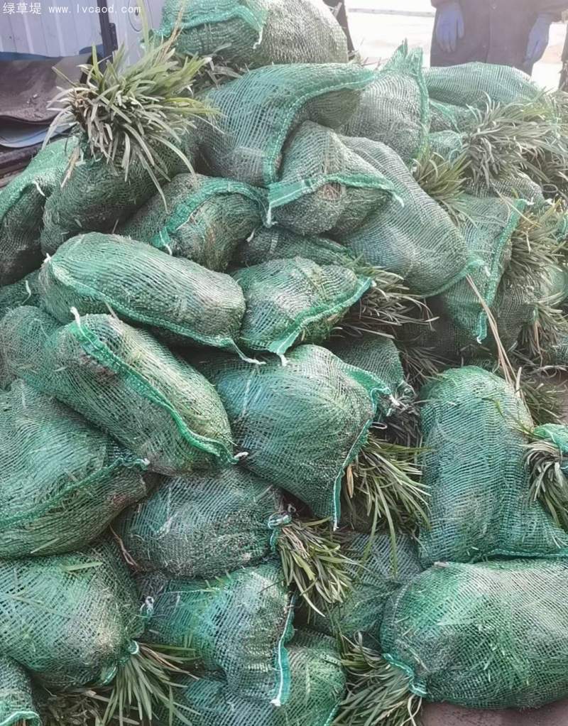 蘭花三七 蘭花三七