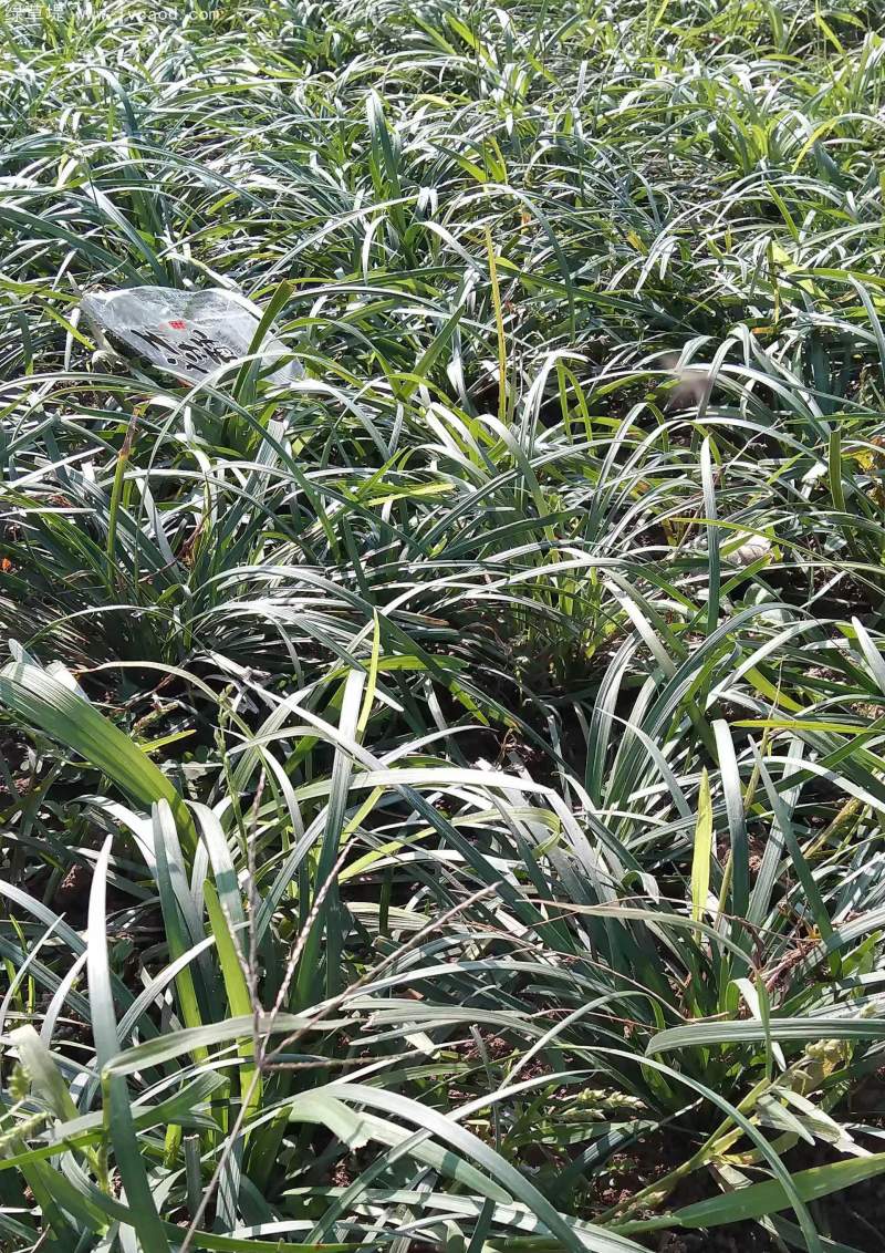 蘭花三七 蘭花三七