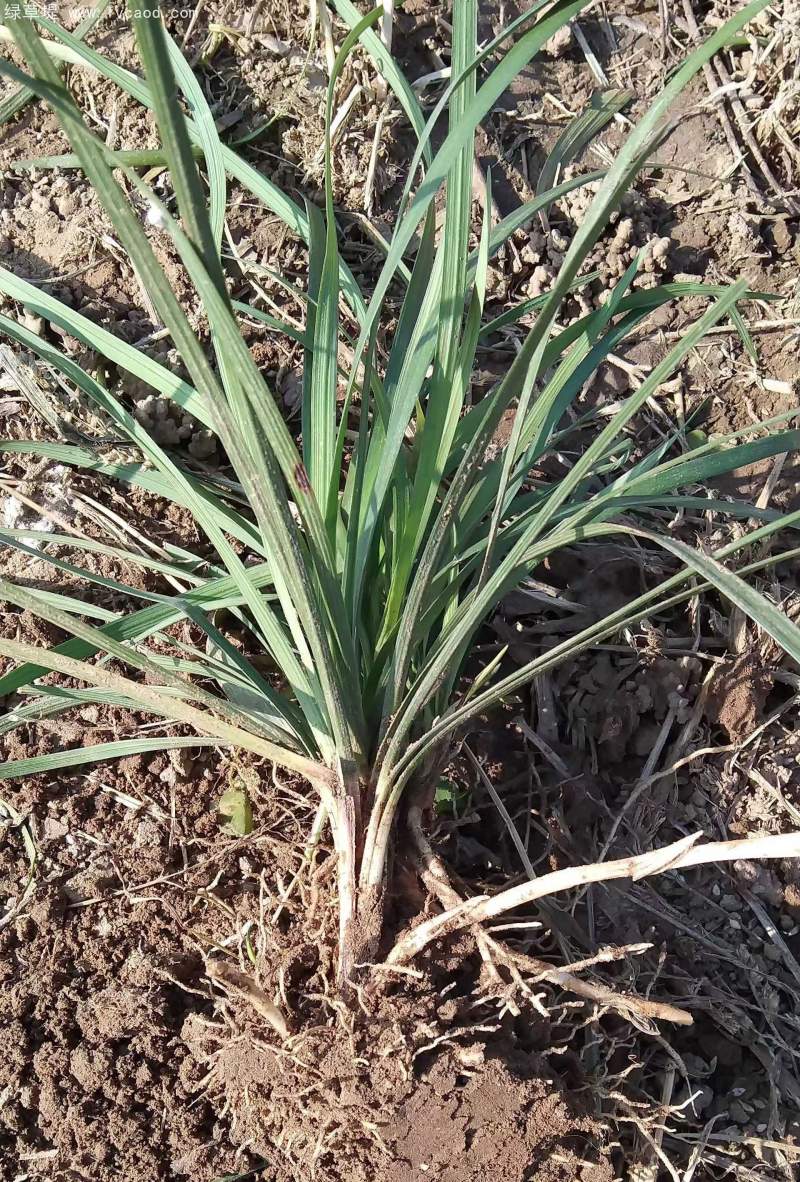 蘭花三七 蘭花三七