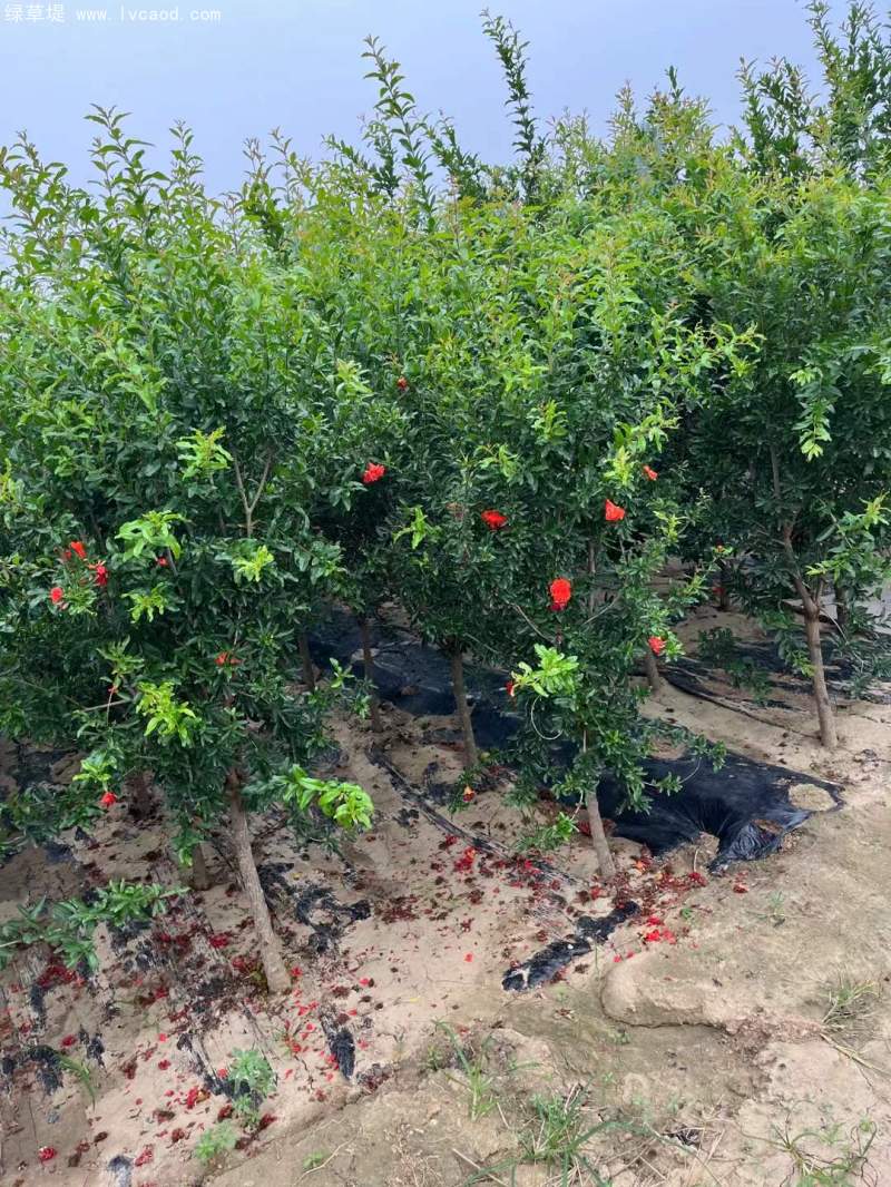 石榴樹 石榴樹