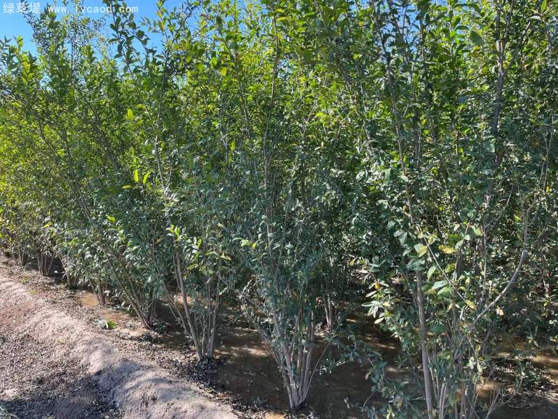 叢生石榴樹 叢生石榴樹