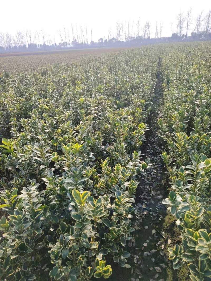 銀邊黃楊 銀邊黃楊