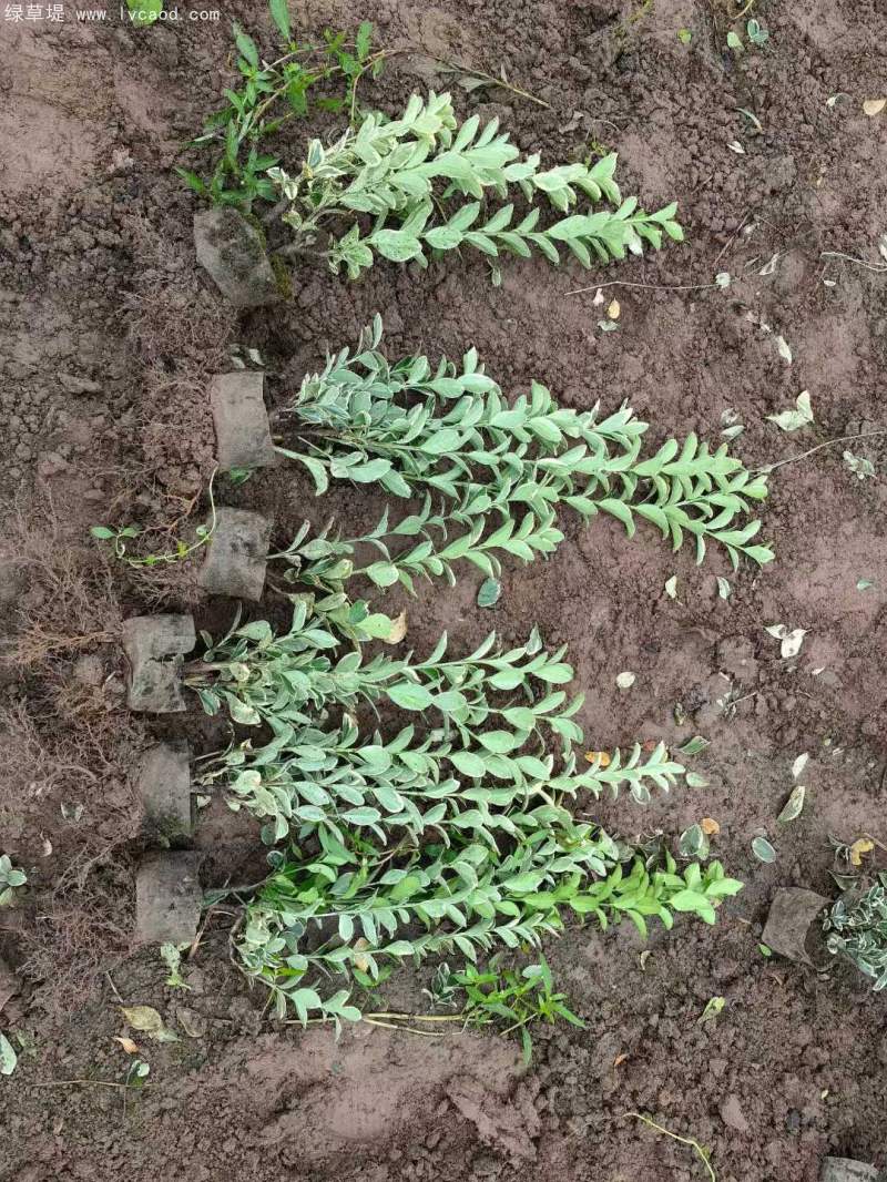 銀邊黃楊 銀邊黃楊