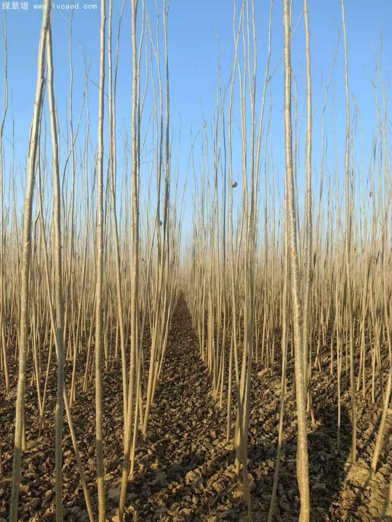 造林樹木品種種類 造林樹木品種種類