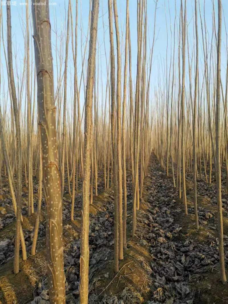 造林樹木品種種類 造林樹木品種種類