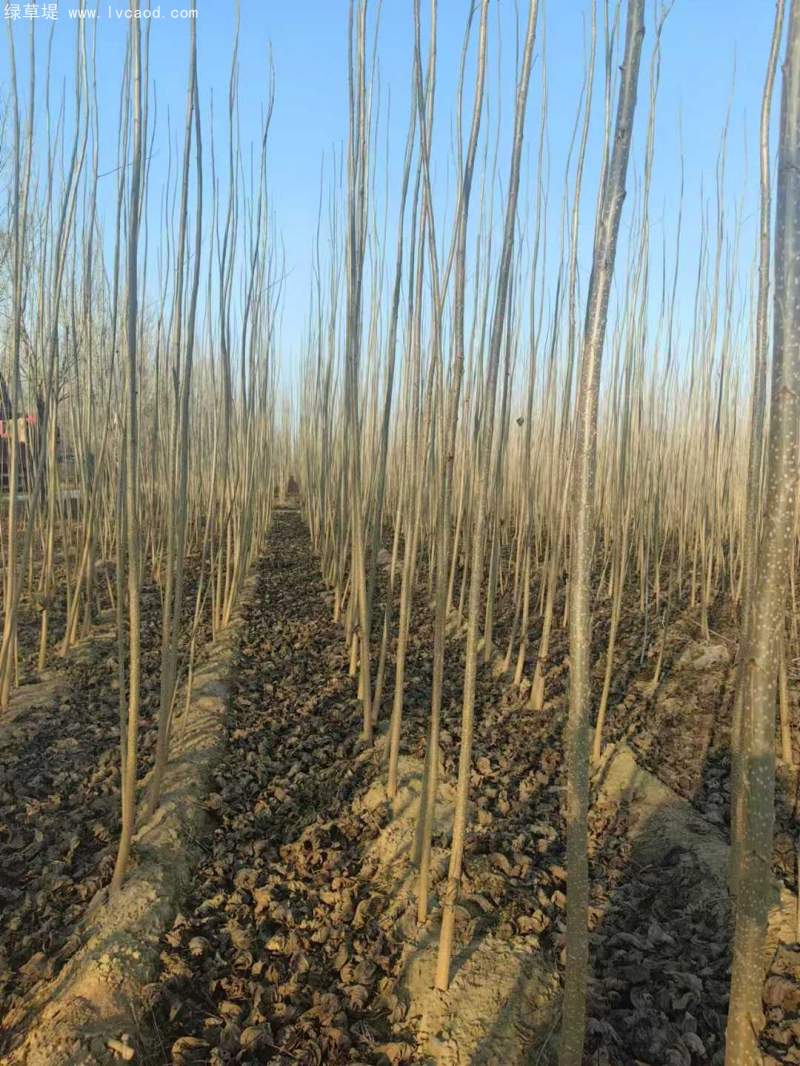 造林樹木品種種類 造林樹木品種種類