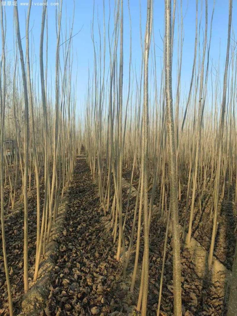 造林樹木品種種類 造林樹木品種種類