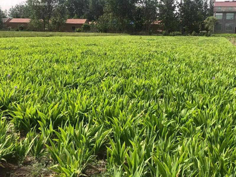 鳶尾花苗小苗 鳶尾花苗小苗