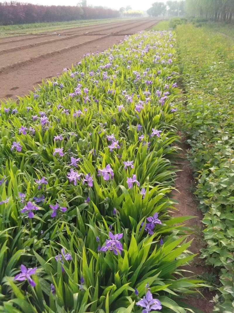 鳶尾葉子葉片 鳶尾葉子葉片