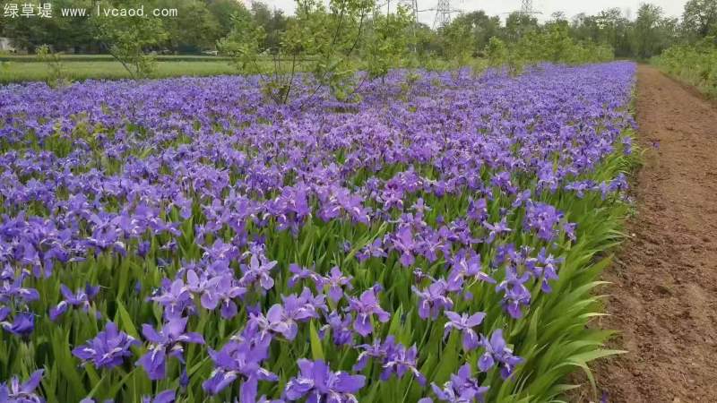 鳶尾開花藍紫色 鳶尾開花藍紫色