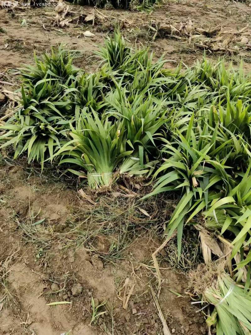 鳶尾花苗小苗 鳶尾花苗小苗