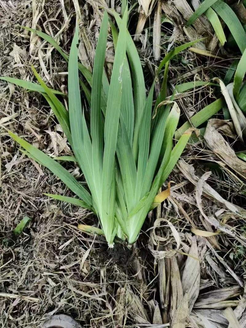 鳶尾花苗小苗 鳶尾花苗小苗