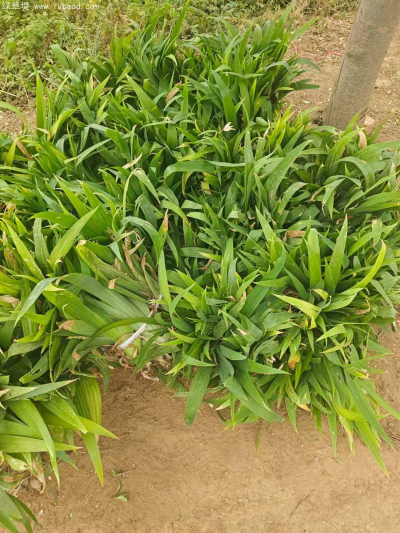 鳶尾花苗小苗 鳶尾花苗小苗