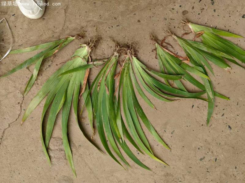 鳶尾花苗小苗 鳶尾花苗小苗