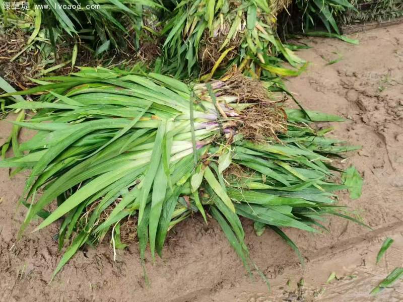 鳶尾花苗小苗 鳶尾花苗小苗