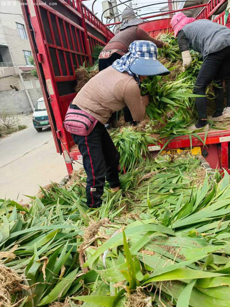 鳶尾花苗小苗 鳶尾花苗小苗