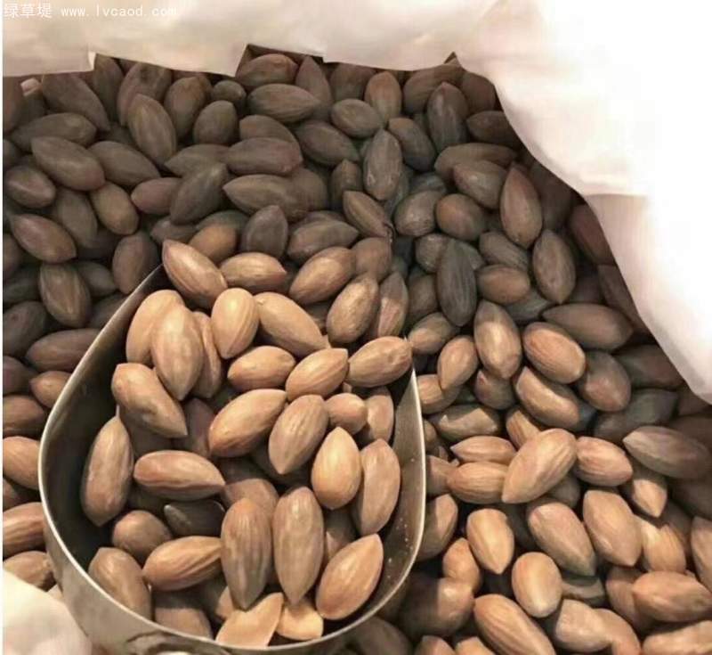 香榧種子 香榧種子