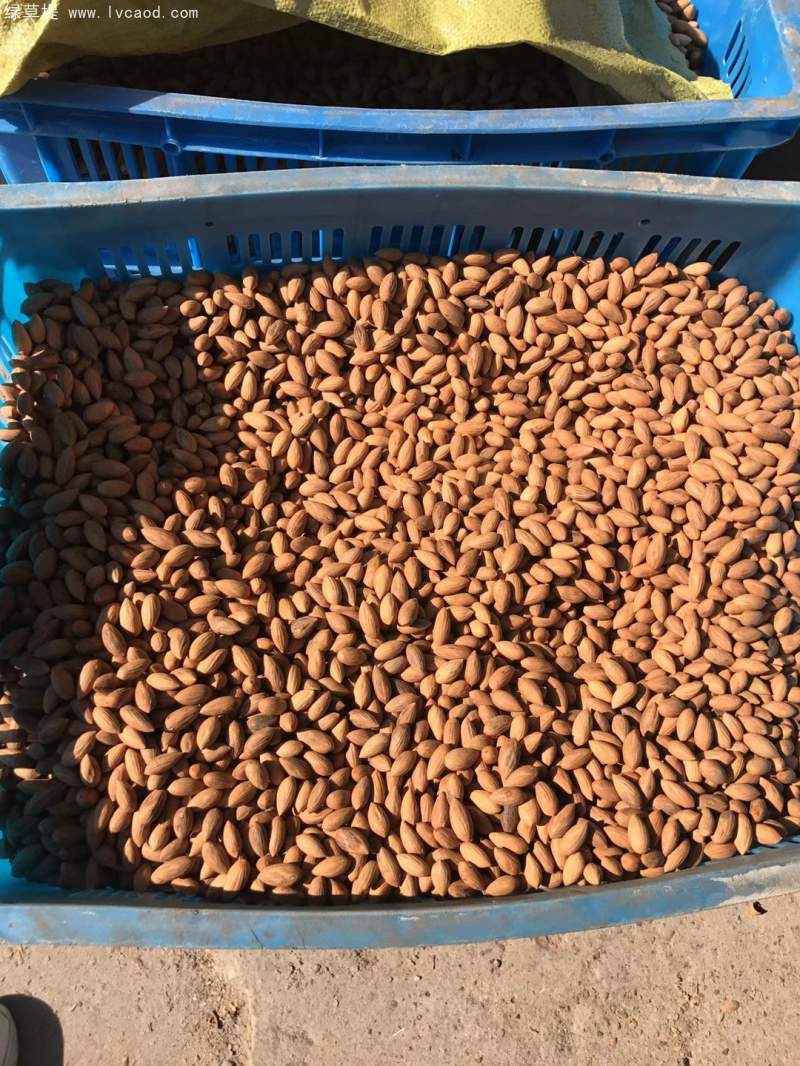 香榧種子 香榧種子