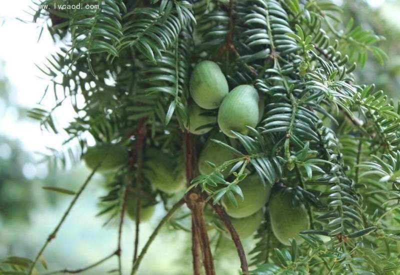 香榧種子 香榧種子