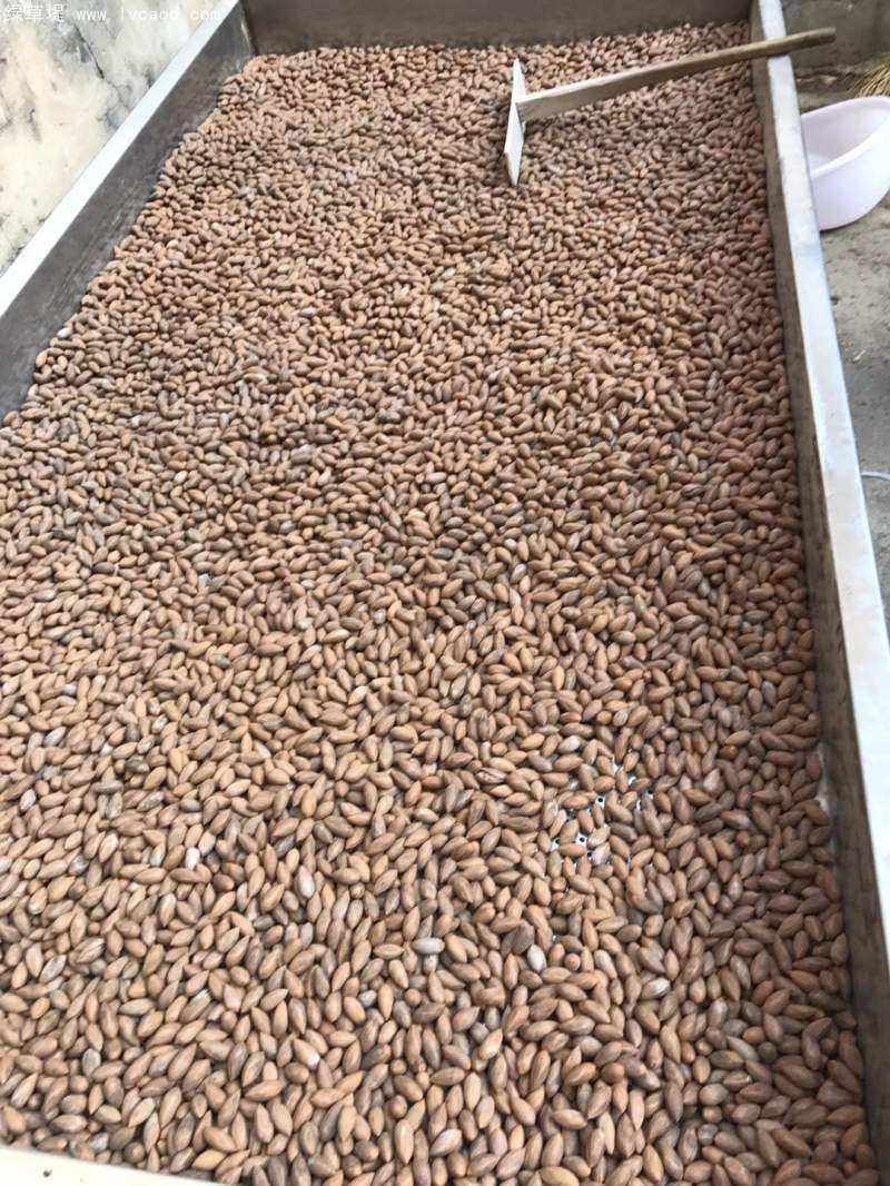 香榧種子 香榧種子