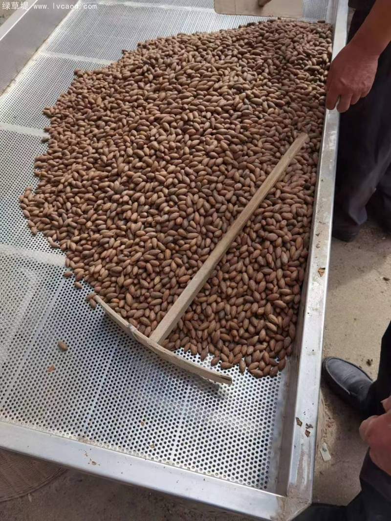 香榧種子 香榧種子