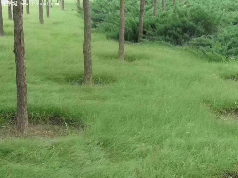 野牛草盆栽杯苗 野牛草盆栽杯苗