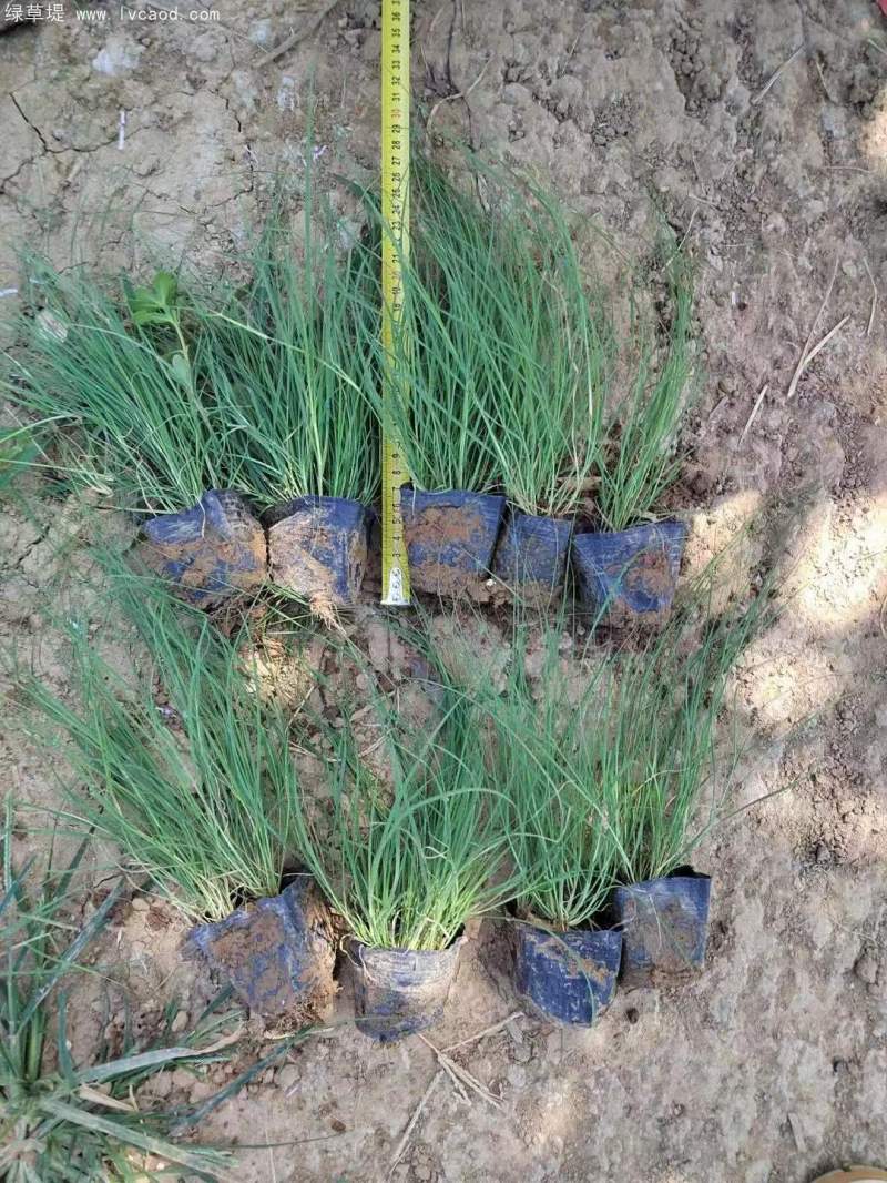 野牛草盆栽杯苗 野牛草盆栽杯苗
