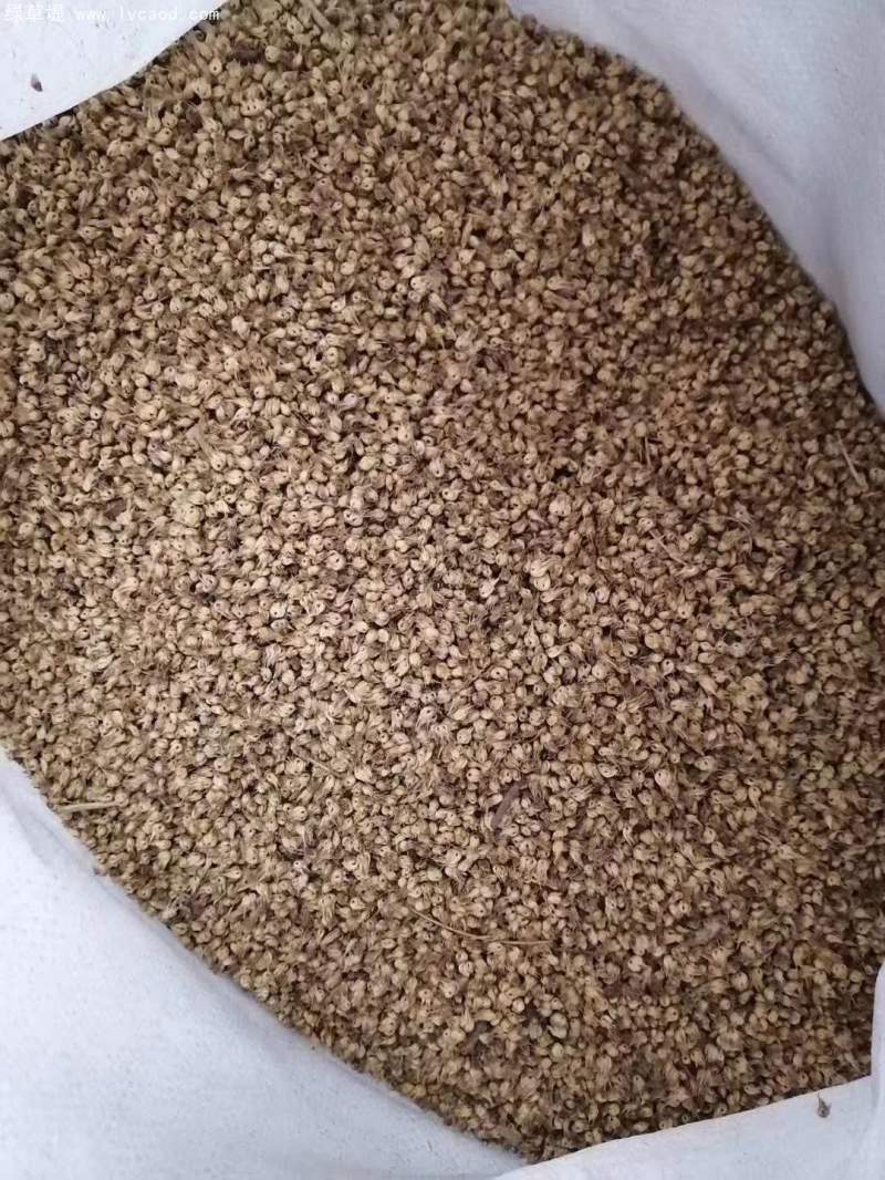 野牛草種子 野牛草種子