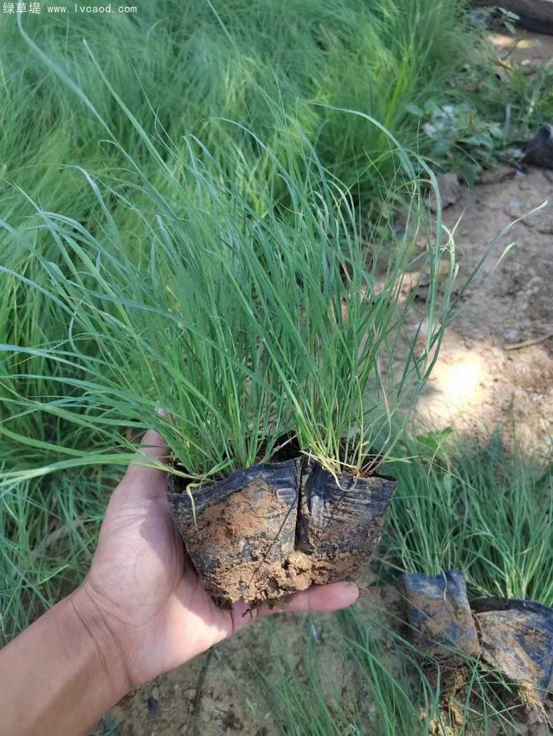 野牛草盆栽杯苗 野牛草盆栽杯苗