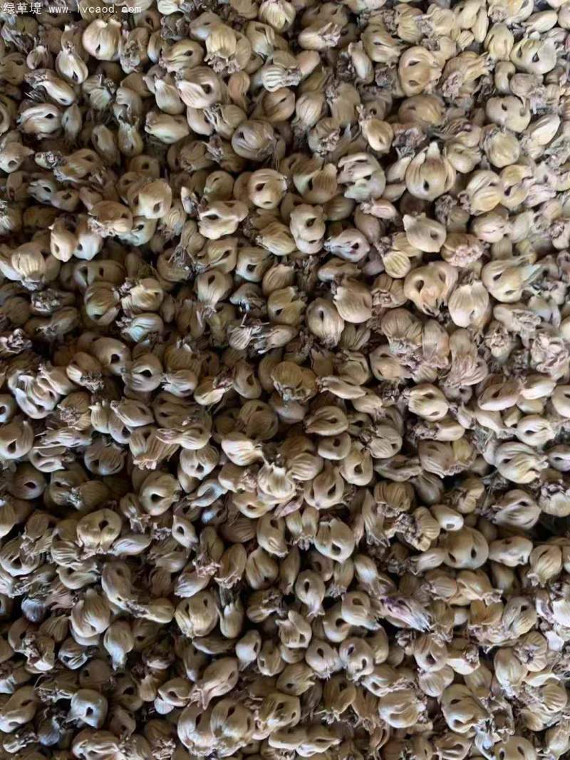 野牛草種子 野牛草種子