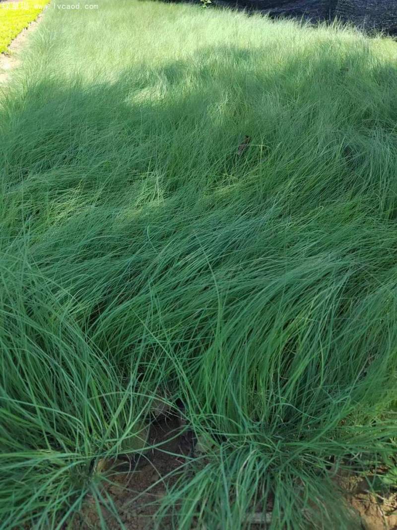 野牛草盆栽杯苗 野牛草盆栽杯苗