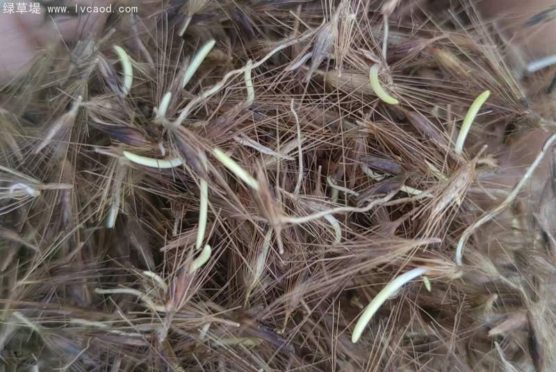 羽絨狼尾草種子 羽絨狼尾草種子