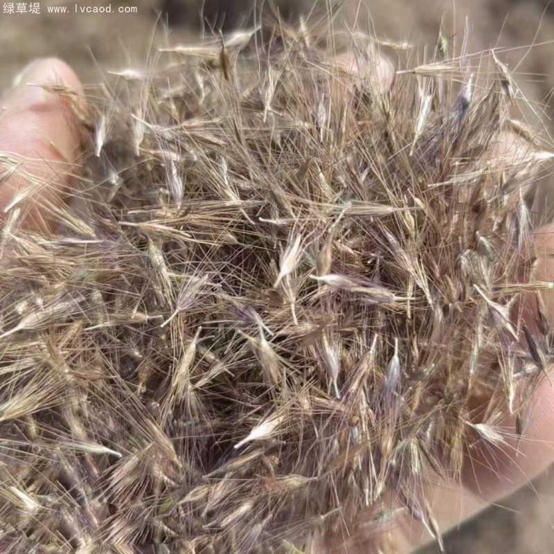羽絨狼尾草種子 羽絨狼尾草種子