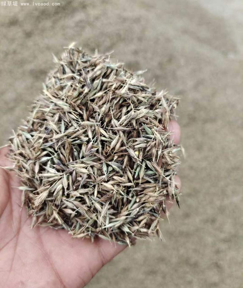 羽絨狼尾草種子 羽絨狼尾草種子