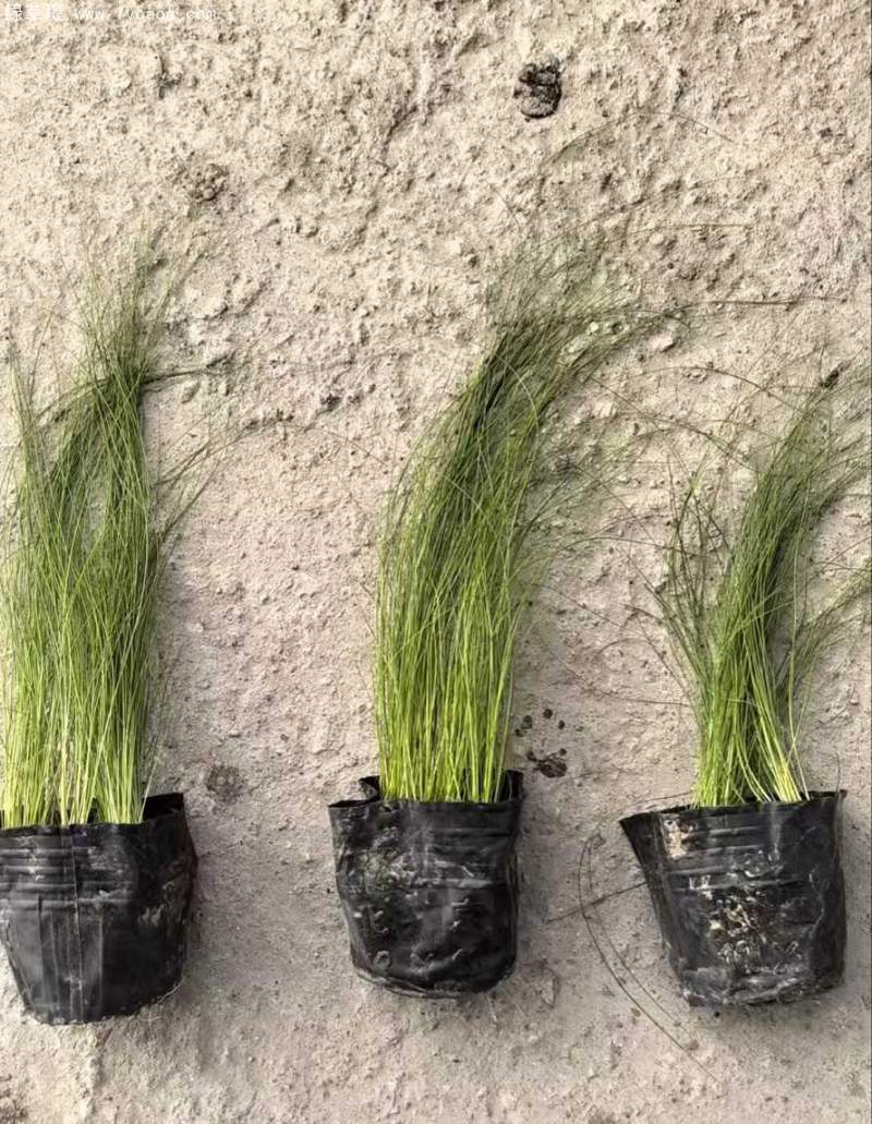 羽絨狼尾草盆栽杯苗 羽絨狼尾草盆栽杯苗