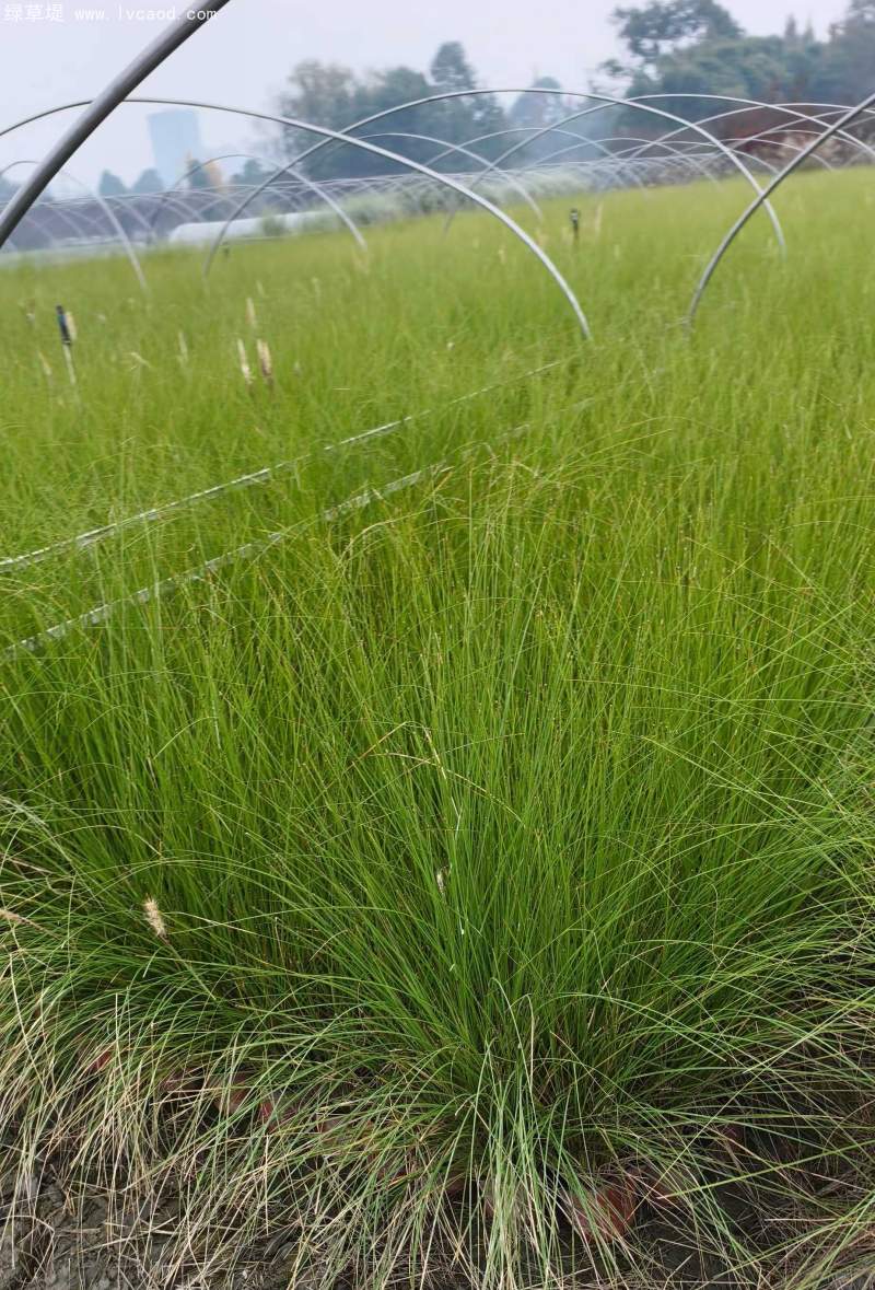 羽絨狼尾草盆栽杯苗 羽絨狼尾草盆栽杯苗