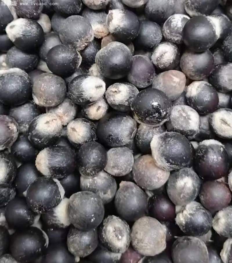 無(wú)患子種子 無(wú)患子種子