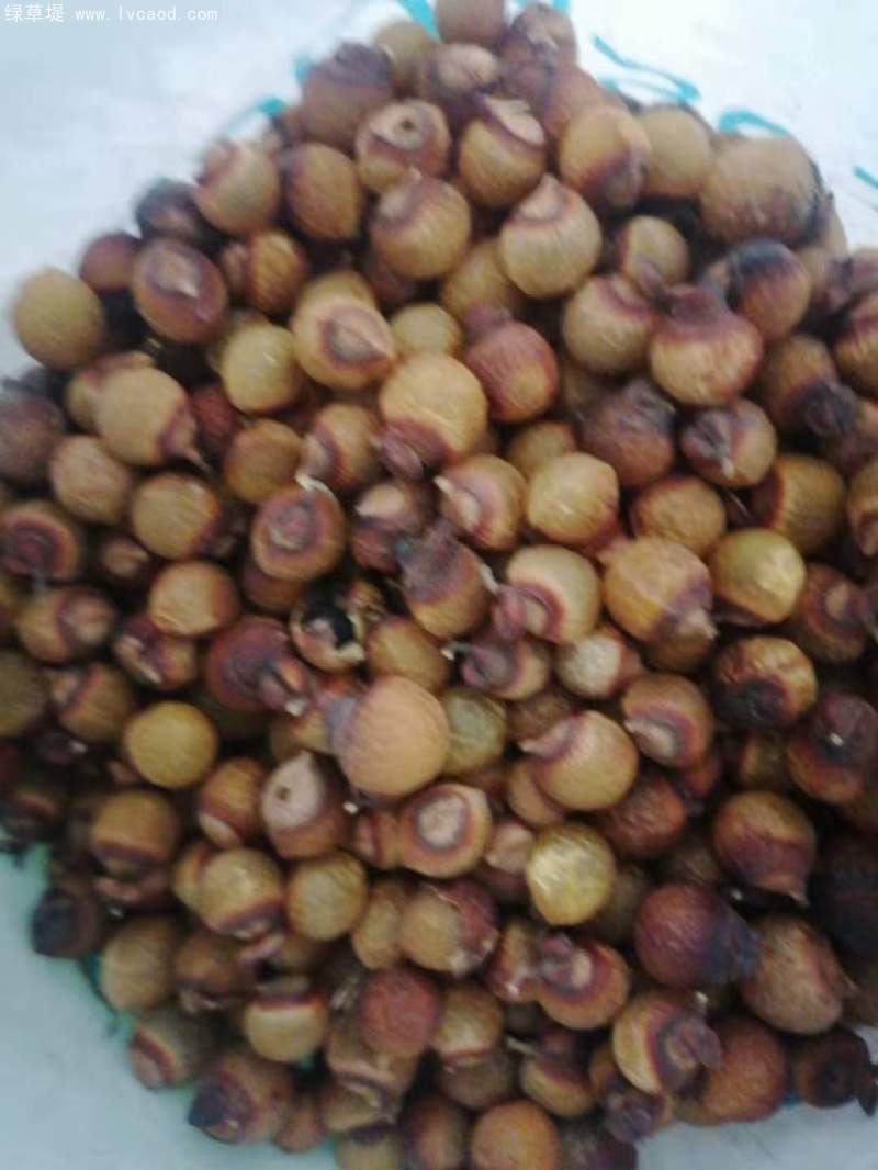 無(wú)患子種子 無(wú)患子種子