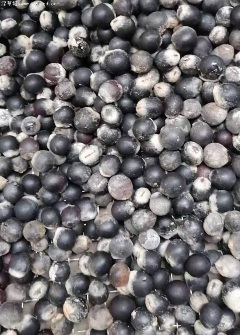 無(wú)患子種子 無(wú)患子種子