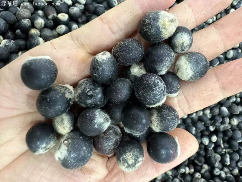 無(wú)患子種子 無(wú)患子種子