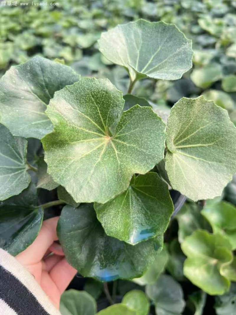 大吳鳳草盆栽杯苗 大吳鳳草盆栽杯苗