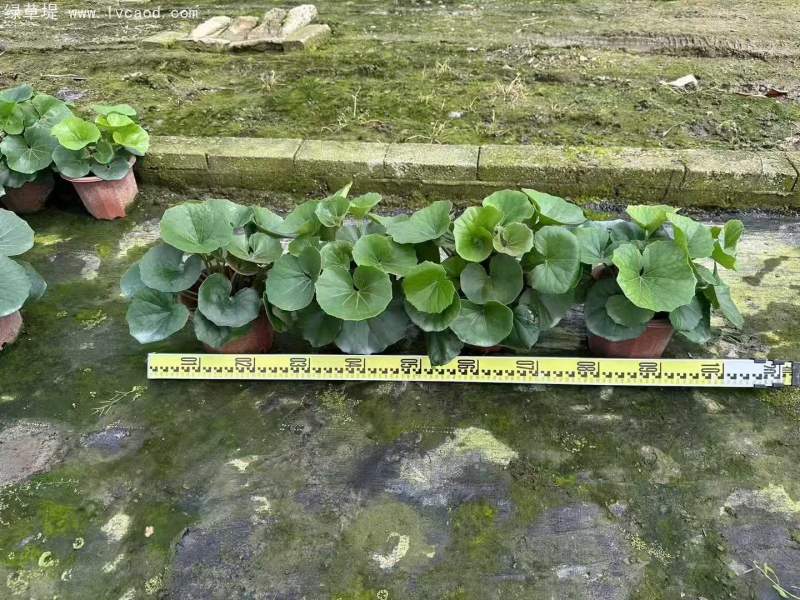 大吳鳳草盆栽杯苗 大吳鳳草盆栽杯苗