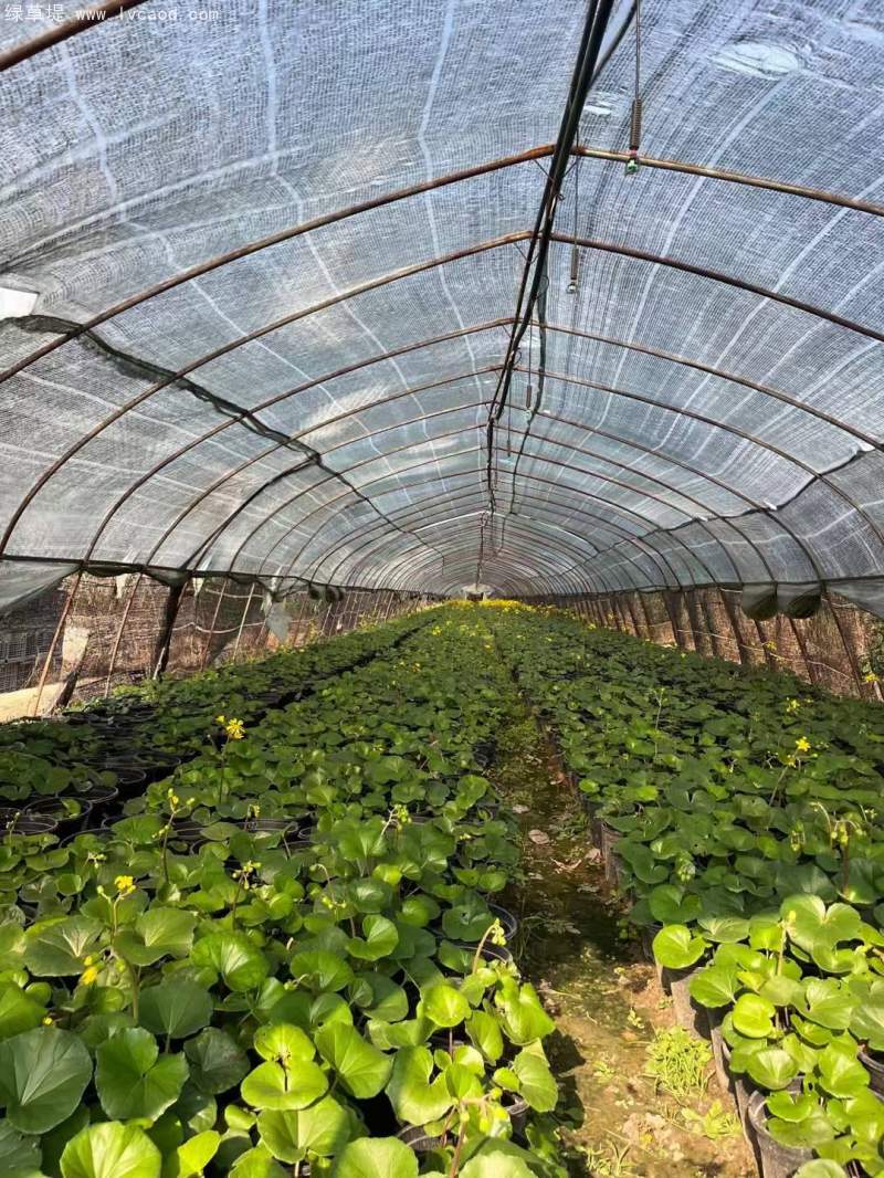 大吳鳳草開(kāi)花狀態(tài) 大吳鳳草開(kāi)花狀態(tài)