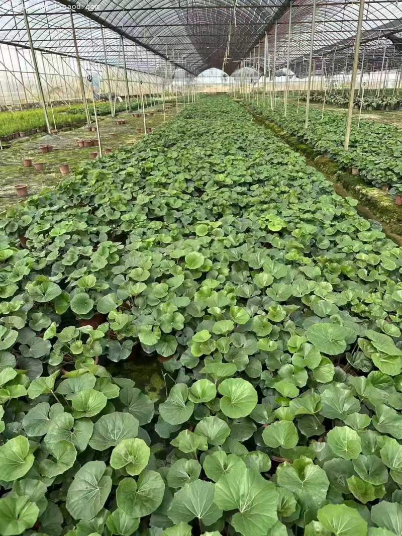 大吳鳳草葉子 大吳鳳草葉子