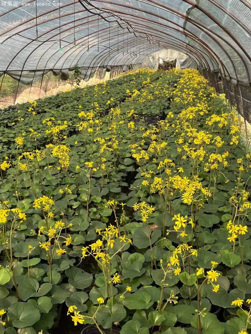 大吳鳳草開(kāi)花狀態(tài) 大吳鳳草開(kāi)花狀態(tài)