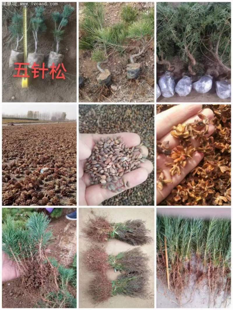 五針松種子