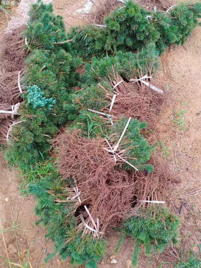五針松苗小苗